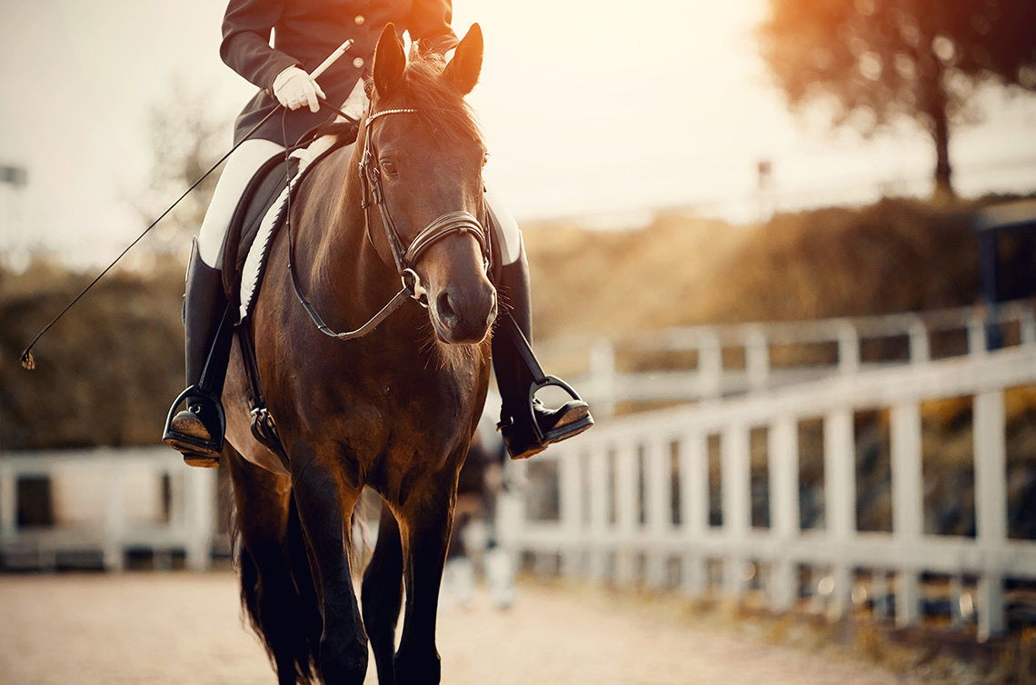HorseID: nieuwe regels registratie paarden - Equine Law