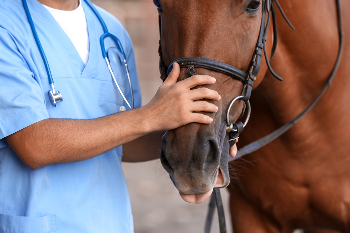 Medische keuring bij de koop of verkoop van een paard - Equine Lawyers