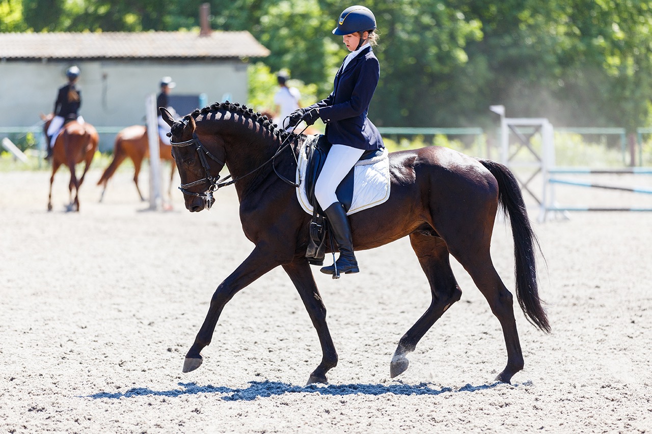 Nieuwe consumentenwetgeving in de paardensector - Equine Lawyers