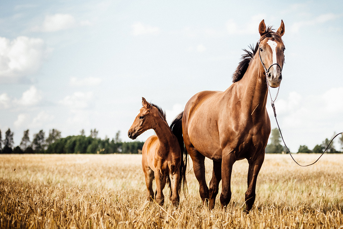 Verborgen gebreken bij de aankoop van een paard - Equine Lawyers